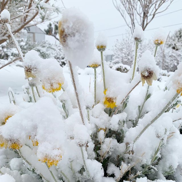 Desert Marigolds in Snow