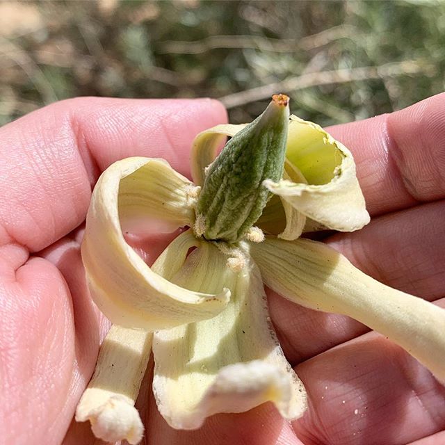 Joshua Tree Flower