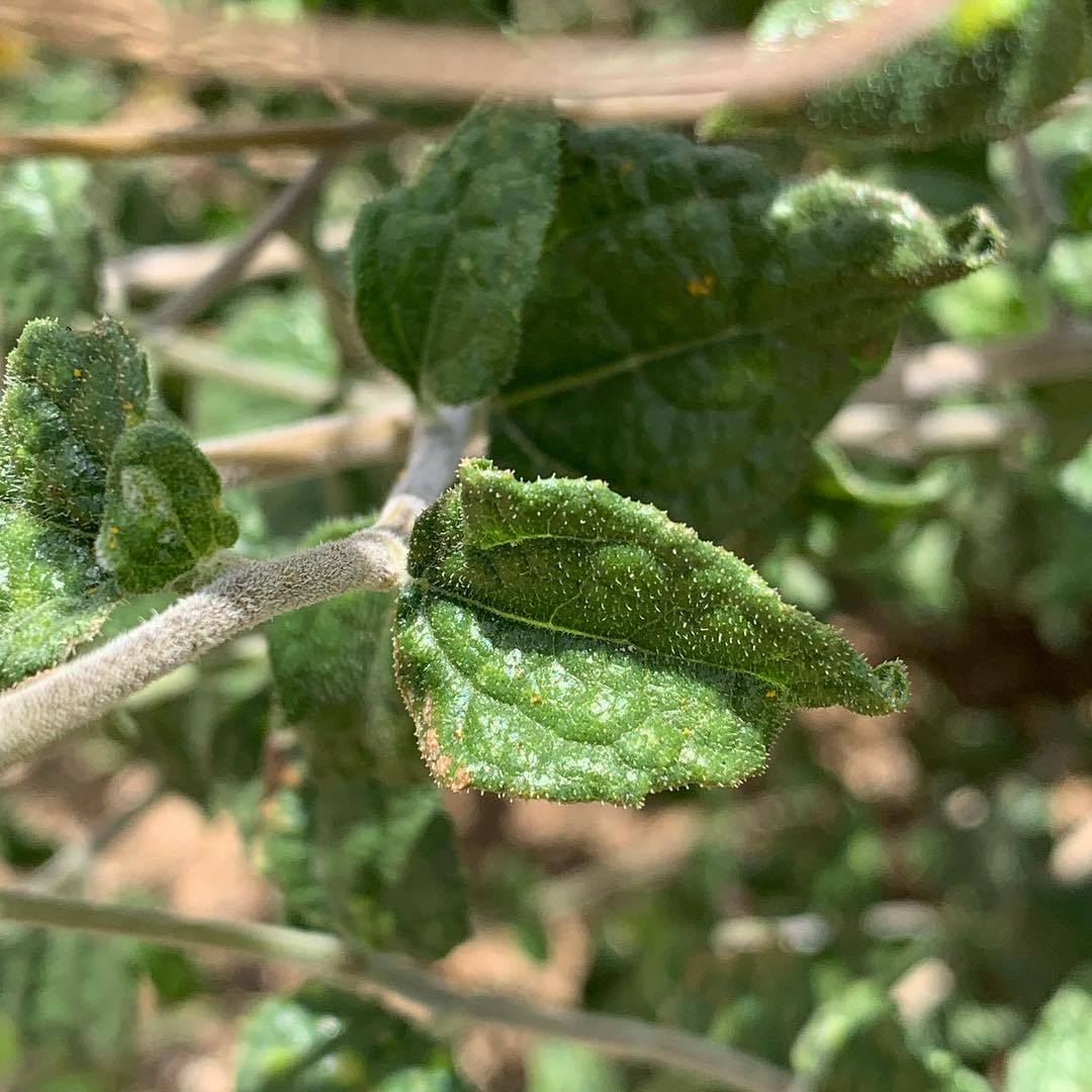 Cat's Tongue Leaves