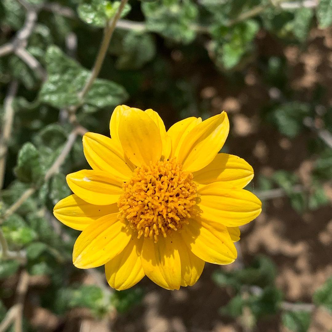 Cat's Tongue Flower