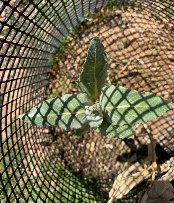 Close up of the emerging Desert Milkweed.