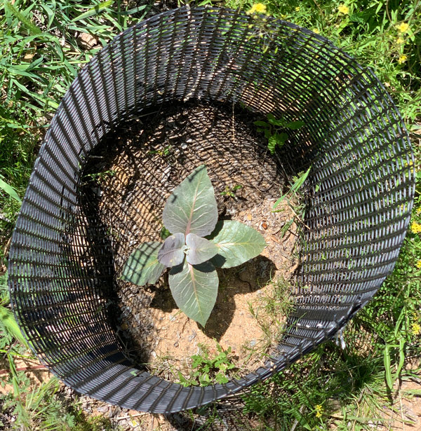 The second Desert Milkweed showing signs of life.