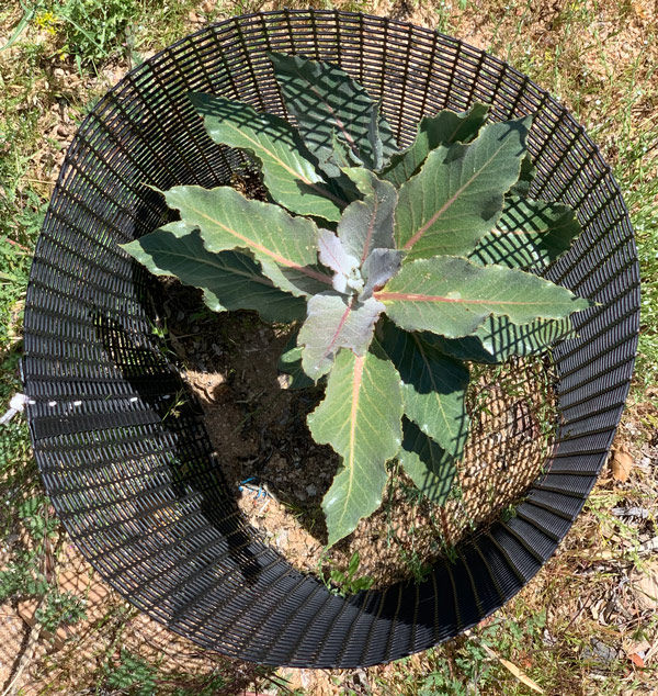 Progress on the Desert Milkweed.