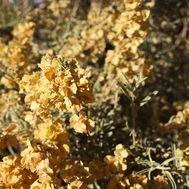 Four-Wing Saltbush