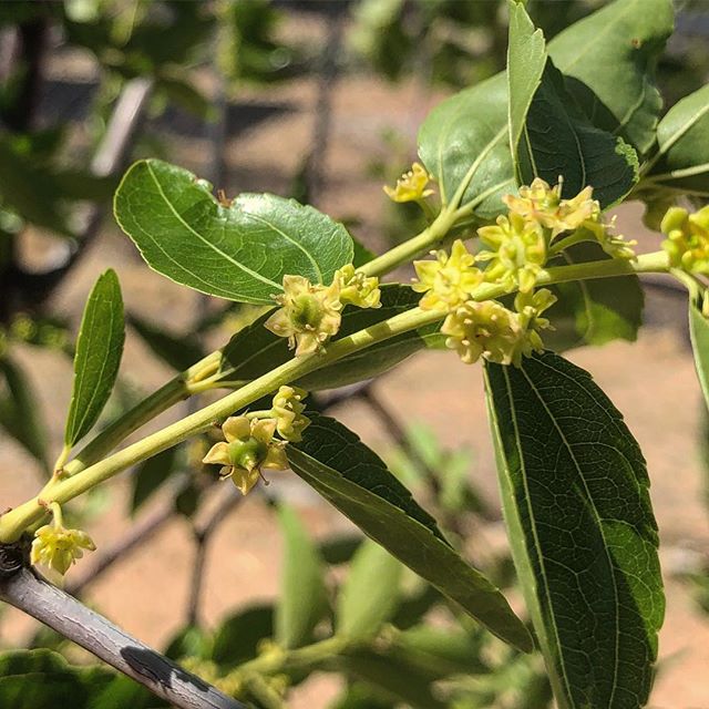 Jujube Flowers