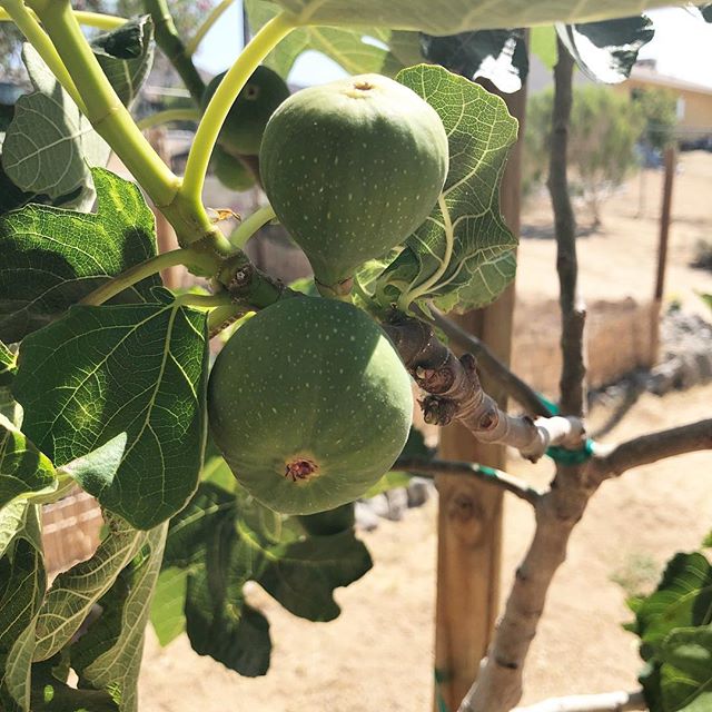 Brown Turkey Figs