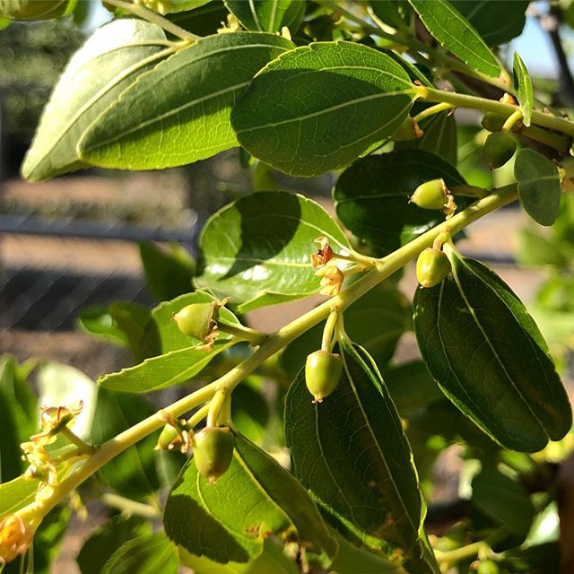 Jujube Fruits Coming In