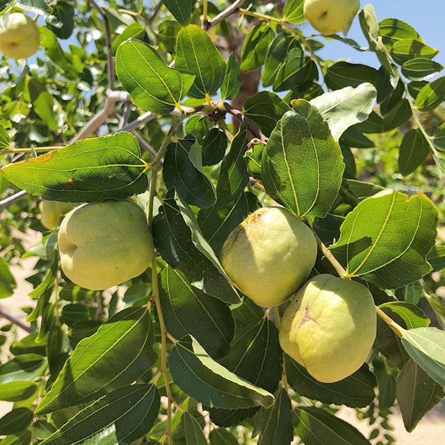 Jujube Fruit