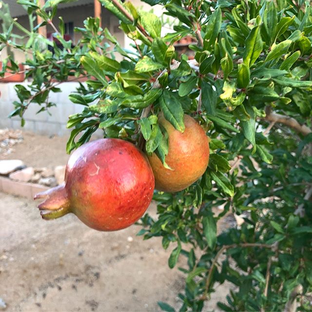 Pomegranate Fruit