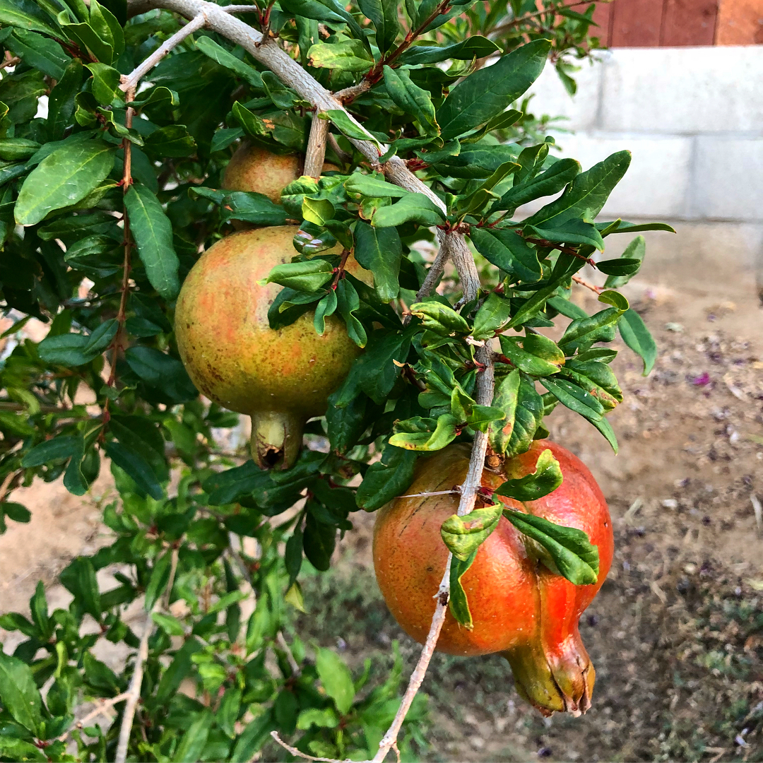 Pomegranate Fruit