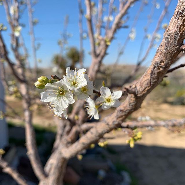 Plum Tree Blooms