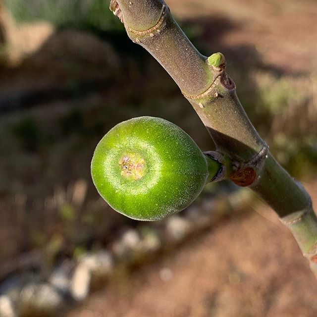 Fig Fruit