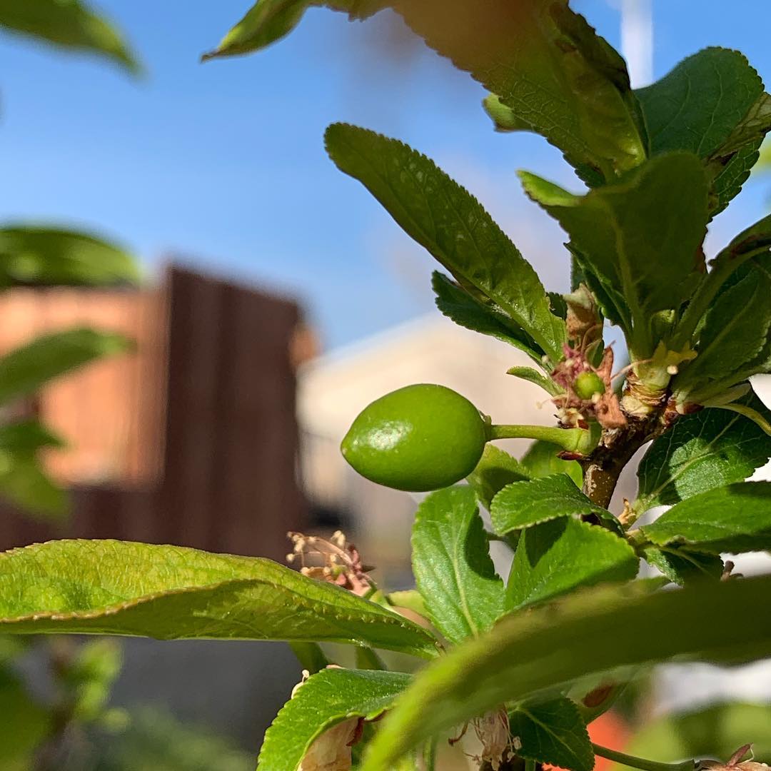 Plum Fruit