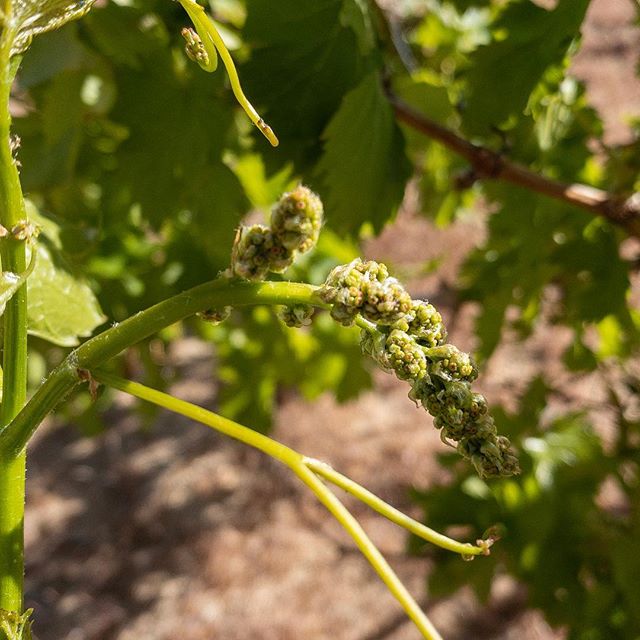 Thompson Seedless Grapes