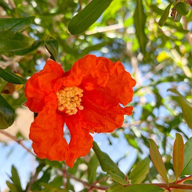 Pomegranate Flower