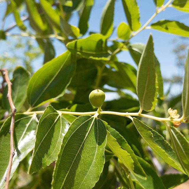 Jujube fruits