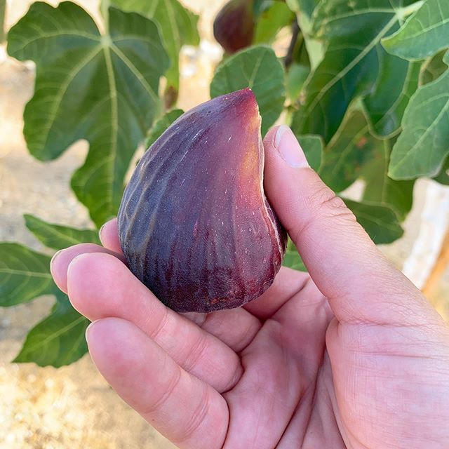 Brown Turkey Figs