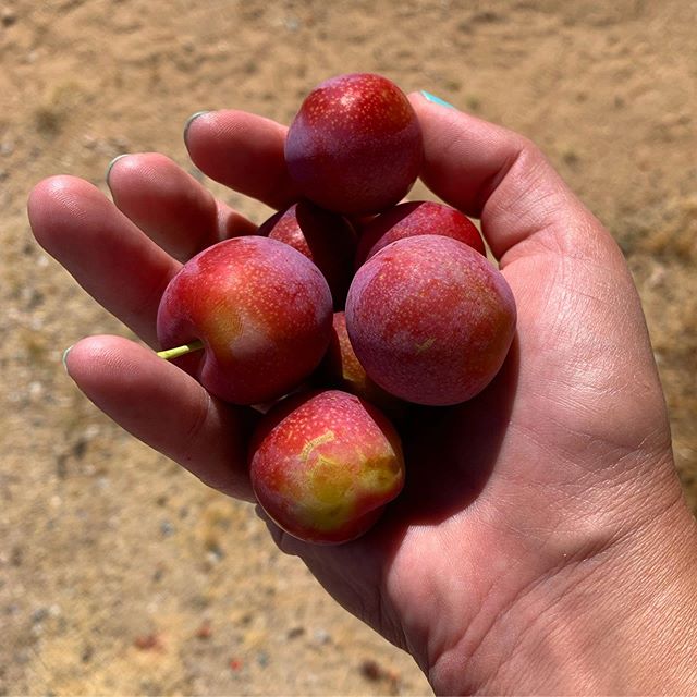 Plum Fruits