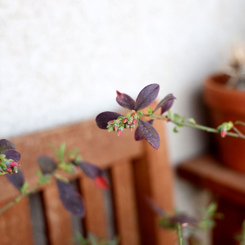 Blueberry Fruits Coming In