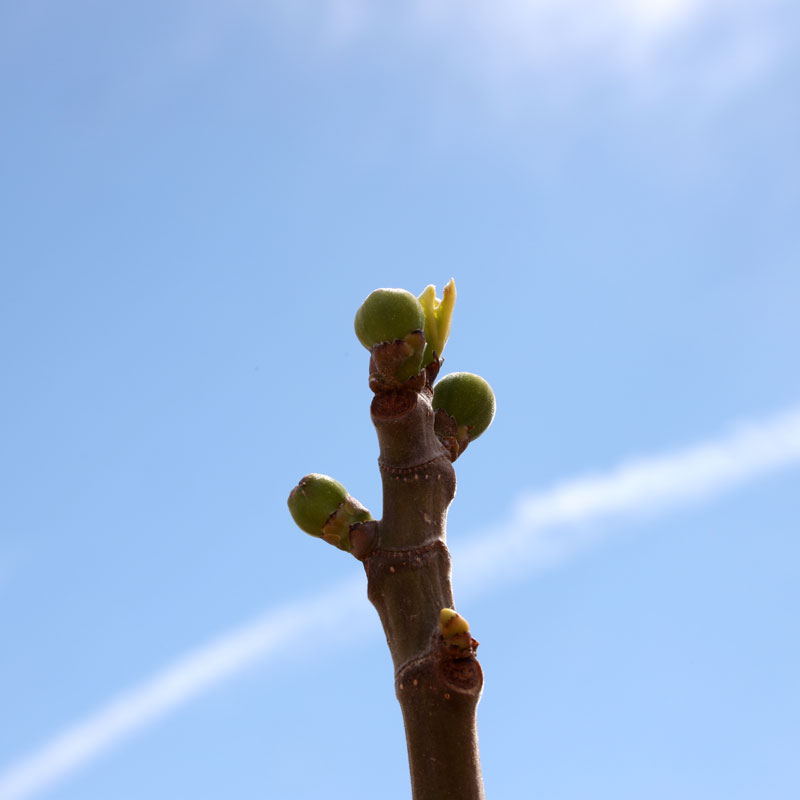 Fig Leaf Starts and Fig Fruit Starting to Come In