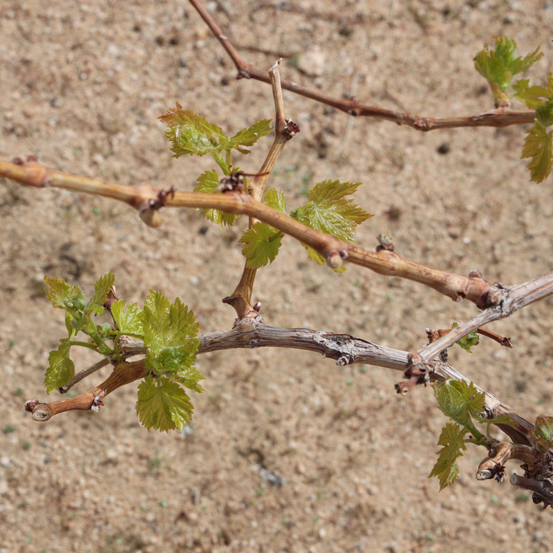 Grape Leaves Growing