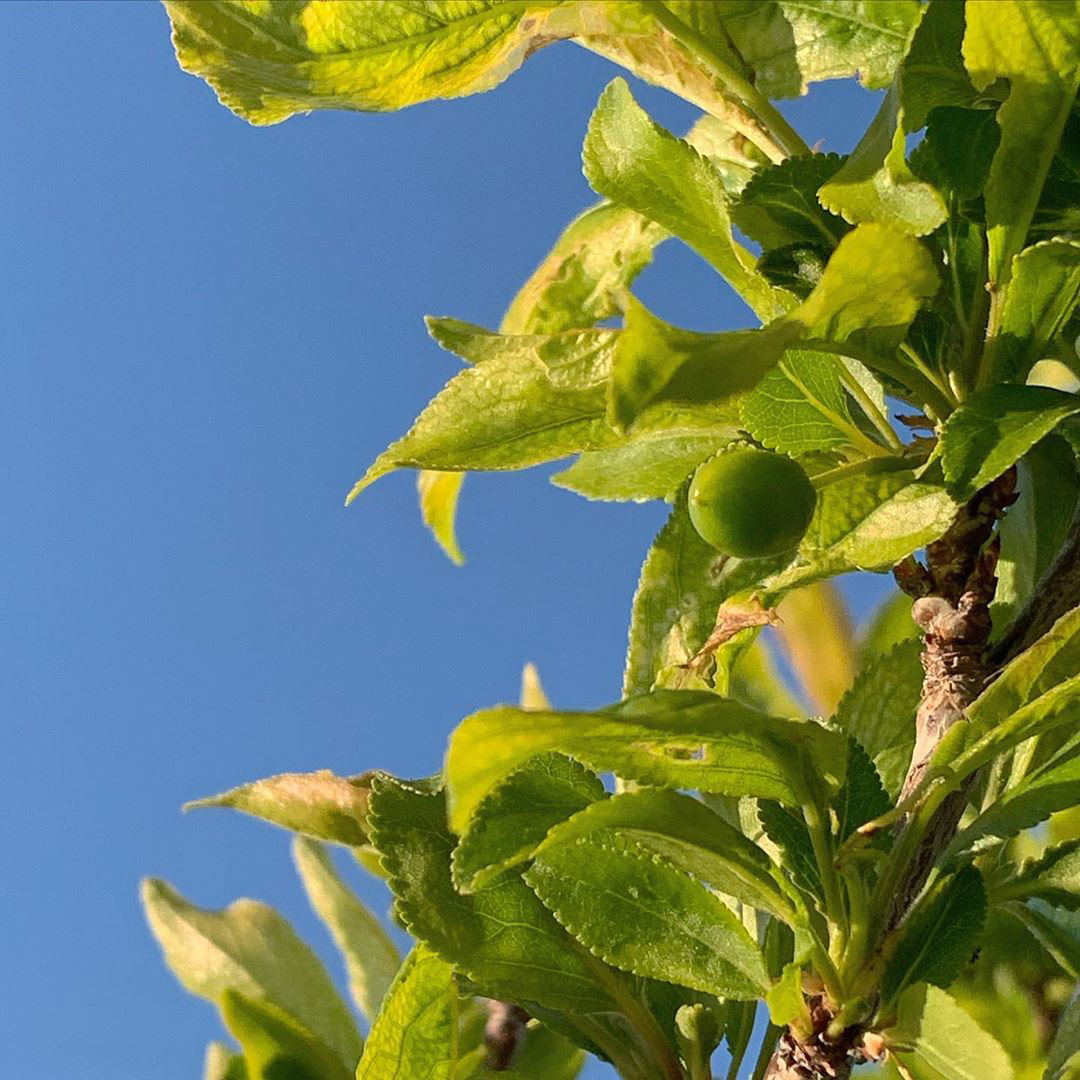 Plums are growing