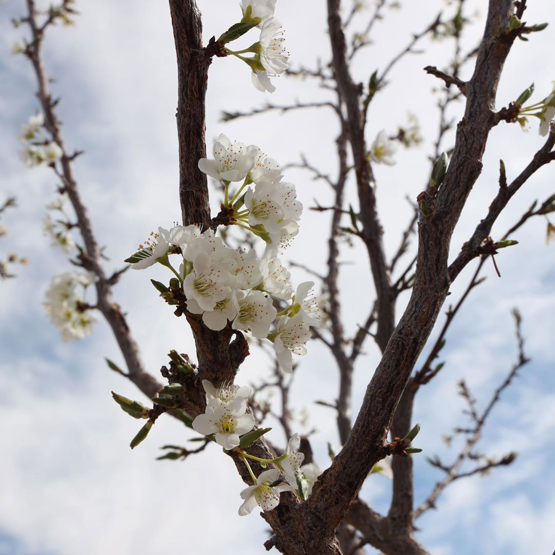 Plum Tree blossoms