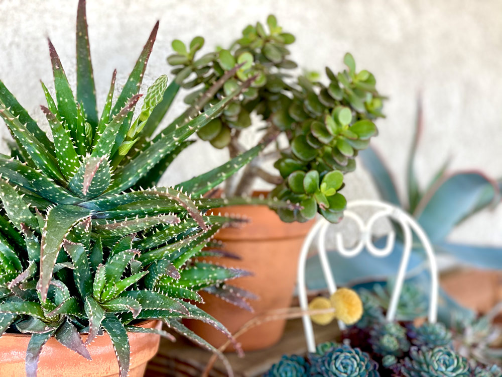 Various potted succulents