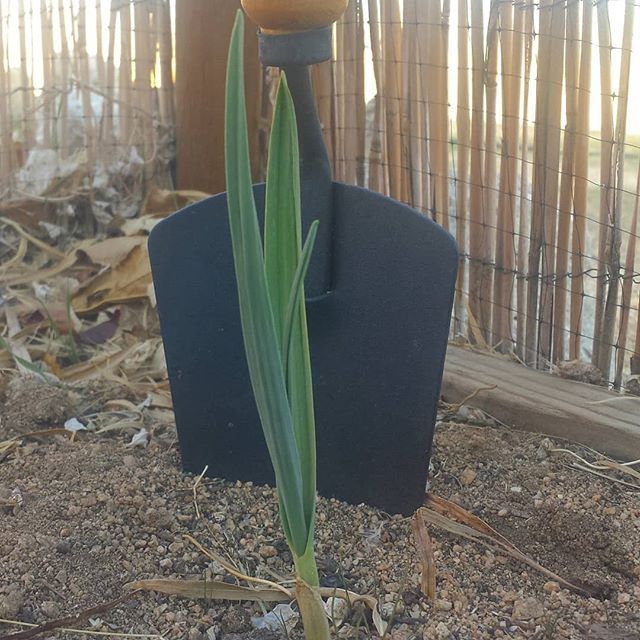 Garlic Shoot