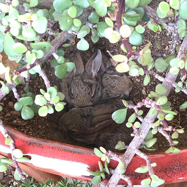 Baby Bunnies in Elephant Plant Pot