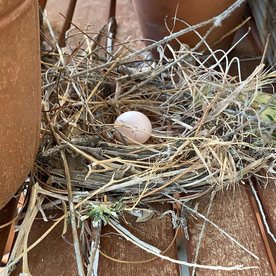 Mourning Dove eggs