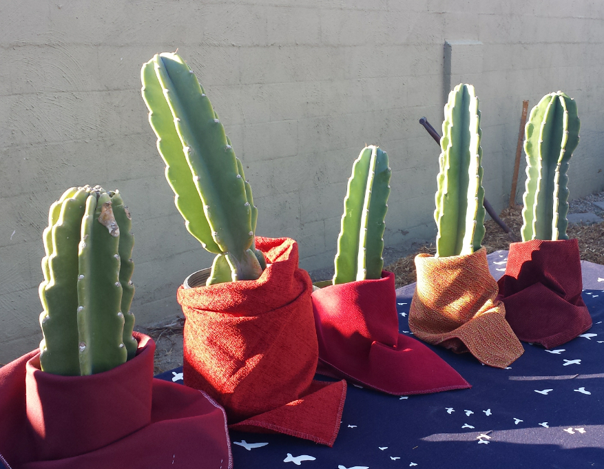 Cacti cuttings as gifts for the guests from Tea with Iris